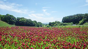 写真3 赤い花の絨毯が風にゆれる